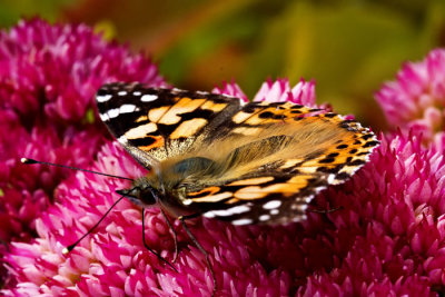butterfly 4.jpg