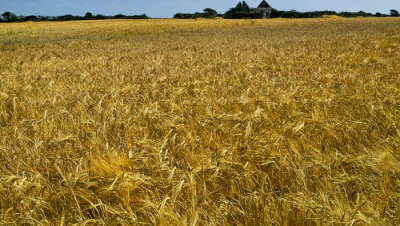 field of corn .jpg