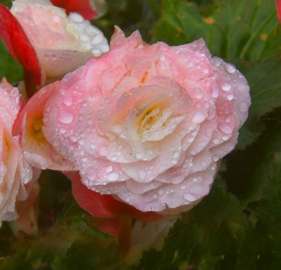 raindrops on flower .jpg