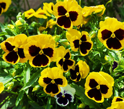 flowers 1.jpg