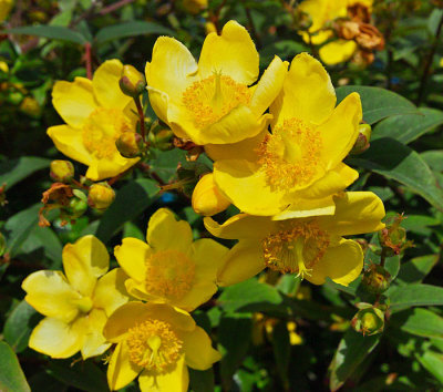 st johns wort .jpg