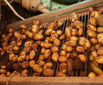 potatoes 4.jpg