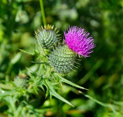 thistle flower 2.jpg