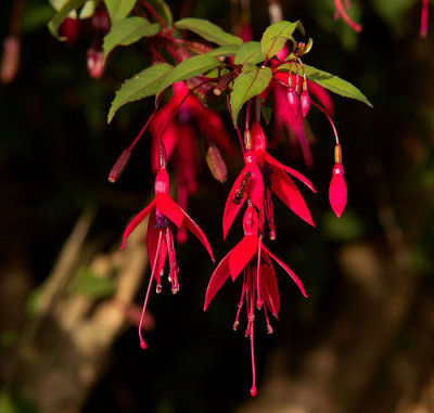 fuschias 1.jpg