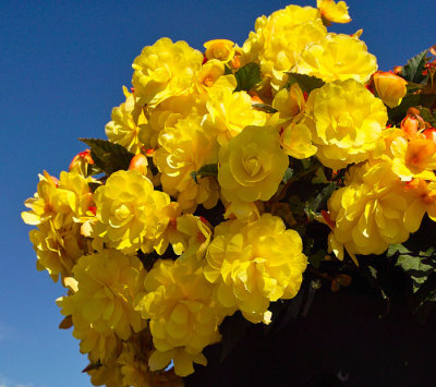 yellow flowers 1.jpg