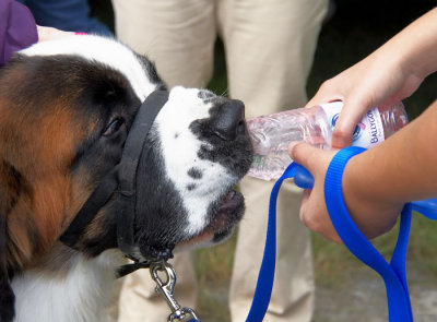 feeding dog 2.jpg