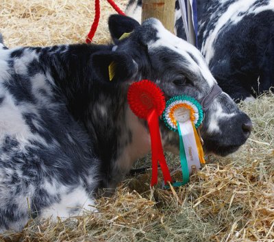 prizewinner 1.jpg