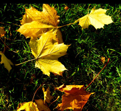 maple leaves 1.jpg