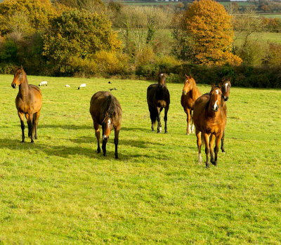 horses 1.jpg
