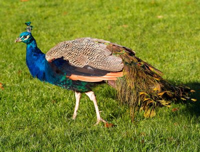 peacock 3.jpg