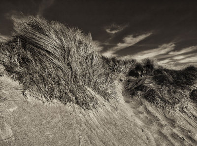 sand dunes 4.jpg