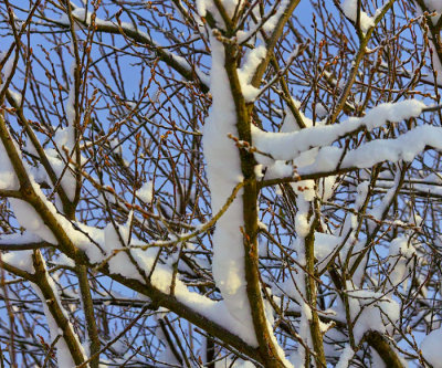 snow on tree branches .jpg