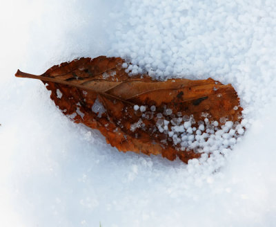 leaf in snow .jpg