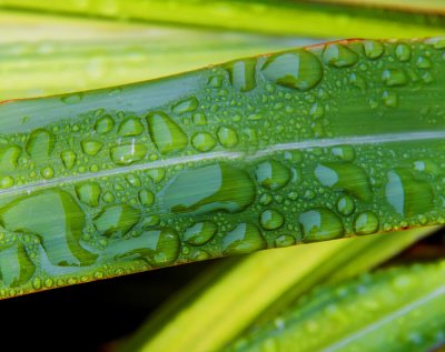 water drops on leaves 2.jpg