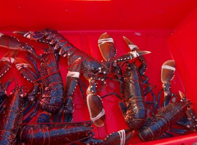 live lobsters 2.jpg