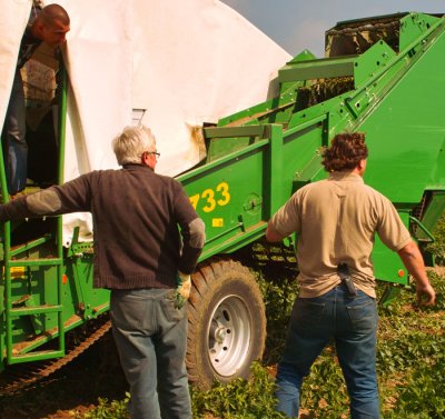 poato harvest 3.jpg