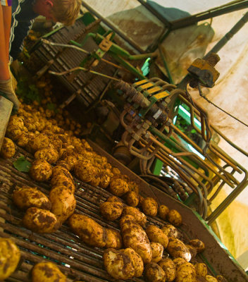 potato harvest 4.jpg