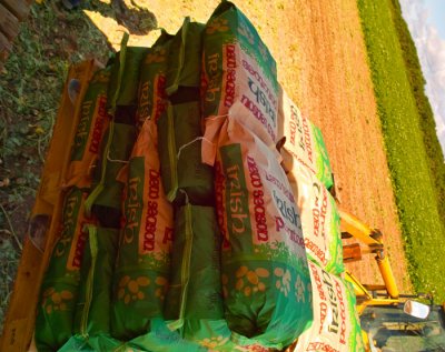 potato harvest 5.jpg