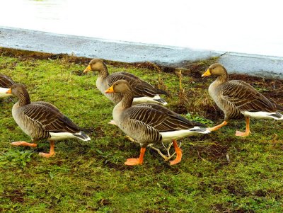 greenland white fronted geese .jpg