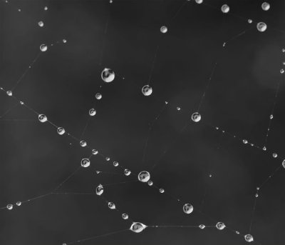 dewdrops on cobwebs 1.jpg