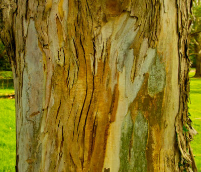 eucalptus bark .jpg