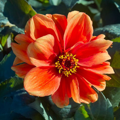 red flower 1.jpg