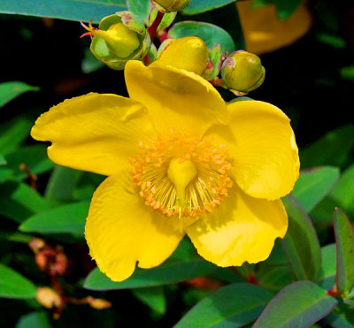 hypericum 1.jpg