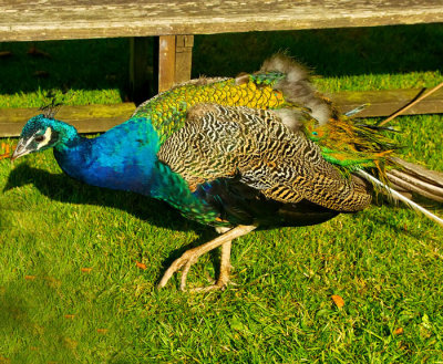 peacock 2.jpg