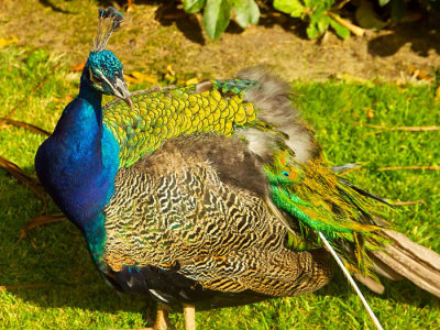 peacock .jpg