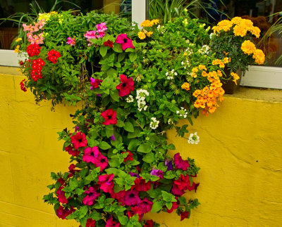 window box 1.jpg