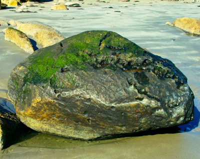 rock on beach .jpg