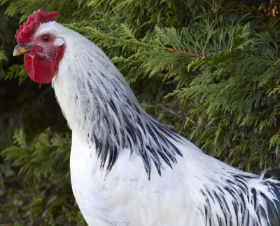 wandering hen .jpg