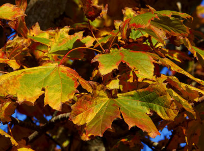 autumn colour 1.jpg