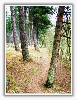 Tentsmuir Forest