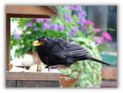 Hungry Blackbird