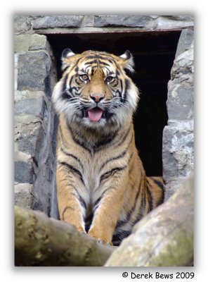 Tibor - Sumatran Tiger