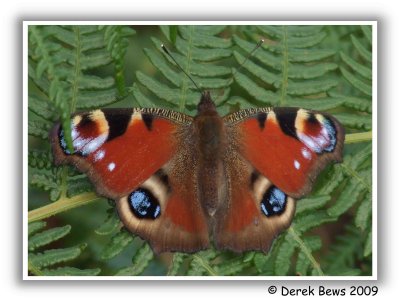 Peacock Butterfly