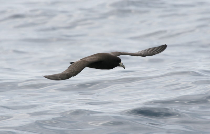 White-chinned petrel