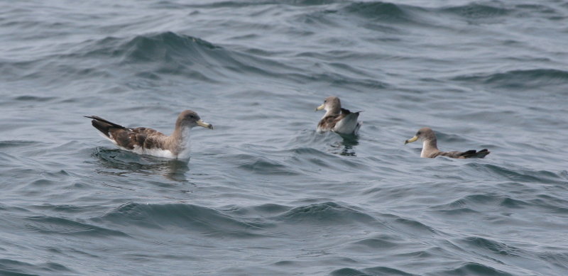 Corys Sheawater