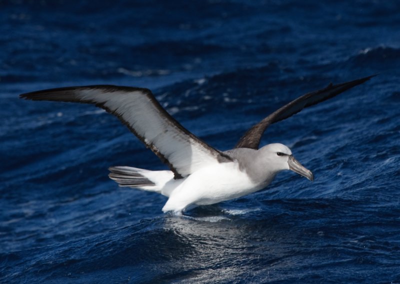 Salvins Albatross