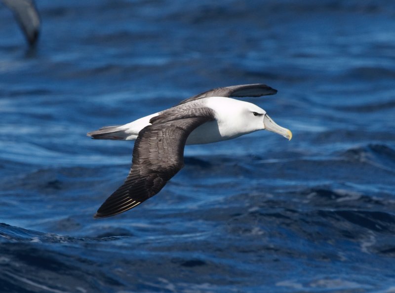 Shy Albatross