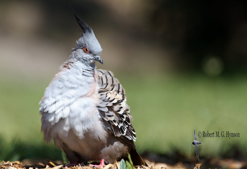 Crested Pigeon