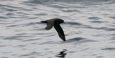 White-chinned petrel