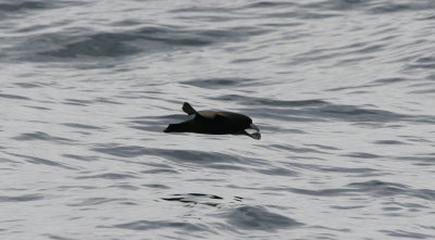 White-chinned petrel