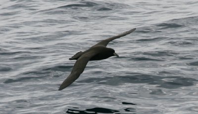 White-chinned petrel