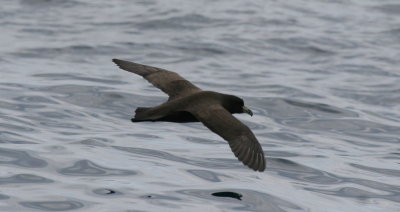 White-chinned petrel