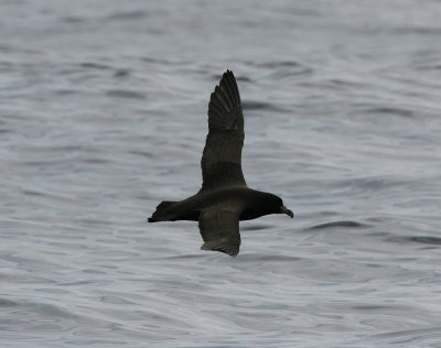 White-chinned petrel