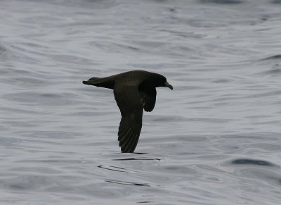 White-chinned petrel