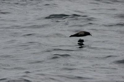 White-chinned petrel