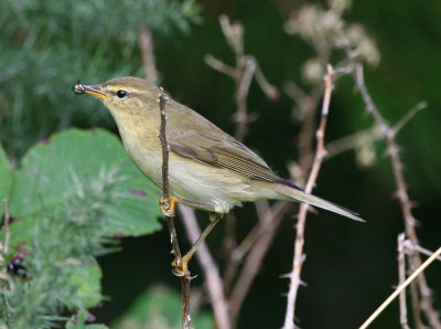 Willow Warbler